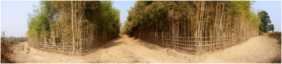 Bamboo Plantation